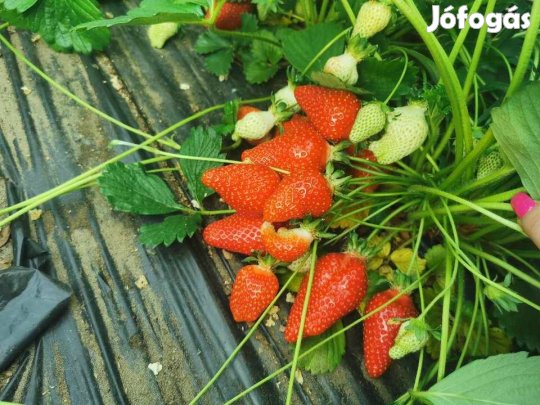 Eper palánta (Frigo)