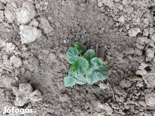 Eper palánta (Muskotályos szamóca jellegű)