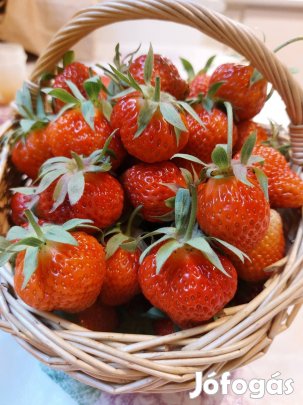 Eper palánta - és sok egyéb bogyós is