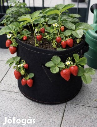 Eper termesztő táska 15 db nagy elő nevelt eper palánta