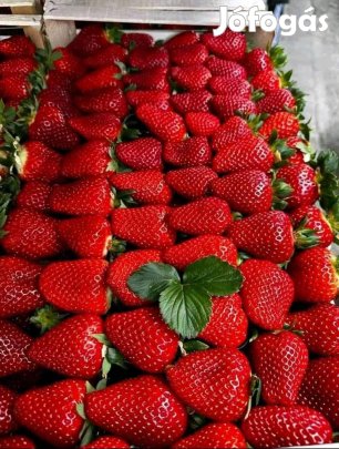 Eper vásár! Hazaitermés!!