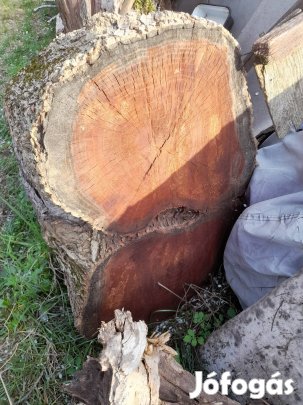 Eperfa,tiszafa rönk utoljára 