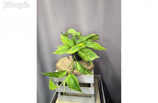Epipremnum Aureum Szobai futóka