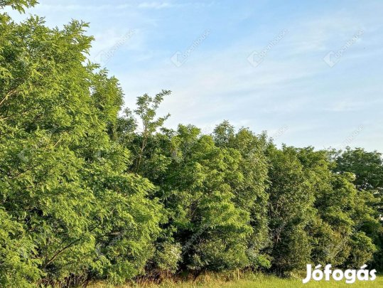 Építési telek eladó Mihályházán!