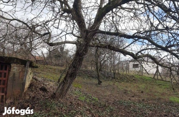 Építőipari vagy bútoripari felhasználásra alkalmas diófarönkök eladók