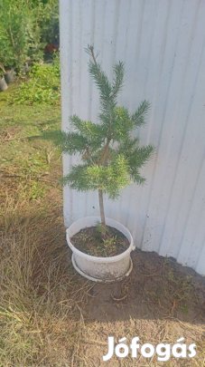 Erdei fenyő kont.eladó