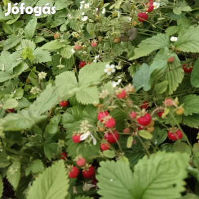 Erdei illatos szamóca palánta