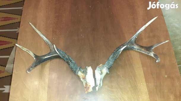 Érdekes szarv agancs trófea