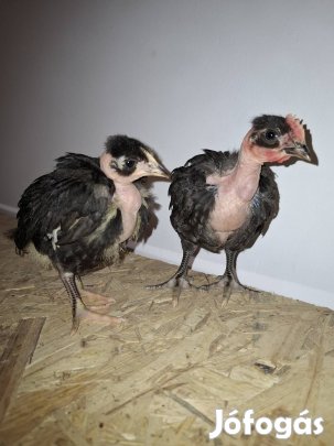 Erdélyi kopasznyakú előnevelt csirke 