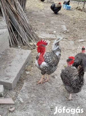 Erdélyi kopasznyakú kakas