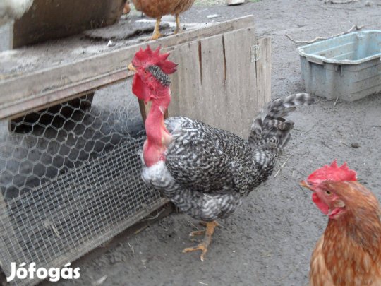 Erdélyi kopasznyakú kakasok