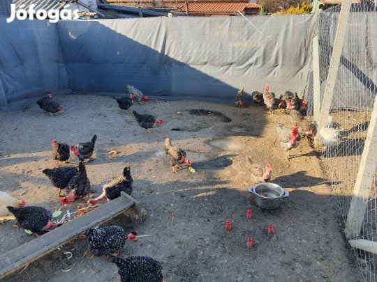 Erdélyi kopasznyakú kendermagos keltetni való tojás eladó