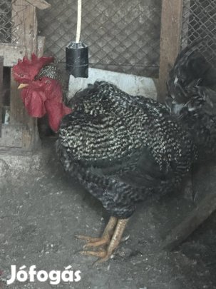 Erdélyi kopasznyakú kendermagos nagytestű kakas