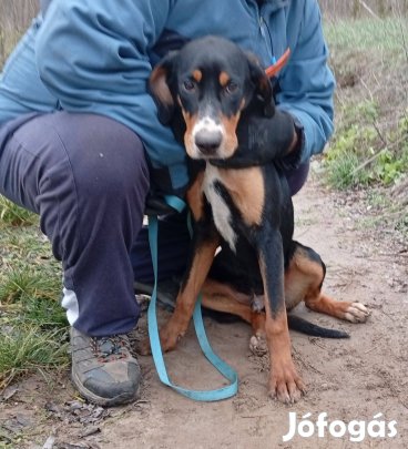 Erdélyi kopó törzskönyves kan kölyök családot keres