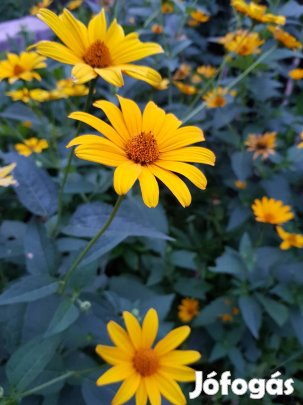 Érdes napszemvirág tövek