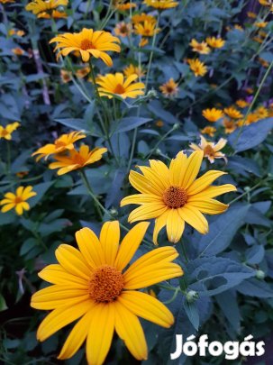 Érdeslevelű napszemvirág 