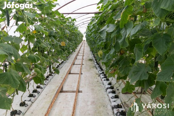 Erdészház utcai gazdaság Eladó