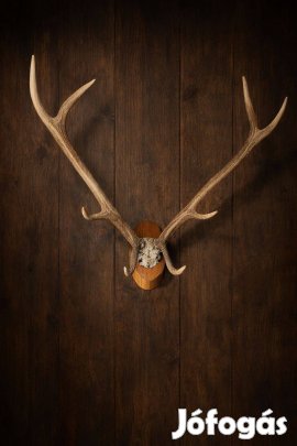 Eredeti szarvas agancs trófea - 1950