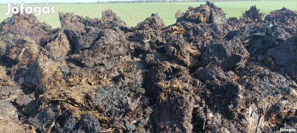 Érett Szarvasmarha Trágya