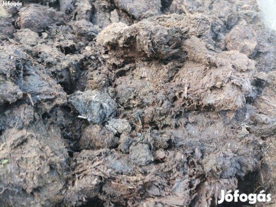 Érett Szarvasmarha Trágya Rendelhető Házhoz! tiszta! szemét és madzag