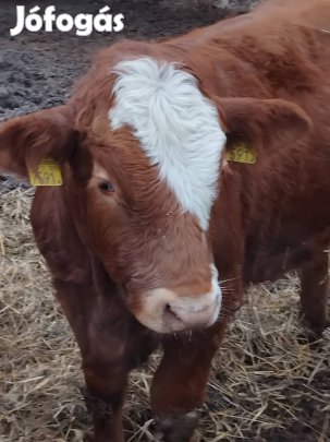 Érett marhatrágya eladó kiszállítással!