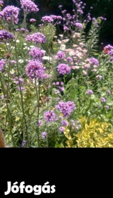 Ernyős verbena szabadgyökeresen 3. éves