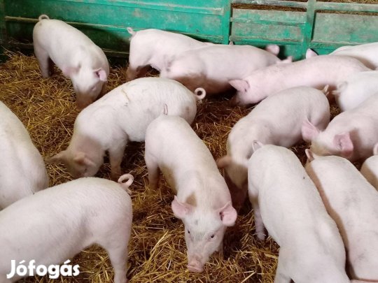 Eros valasztasi malacok eladok!26000ft