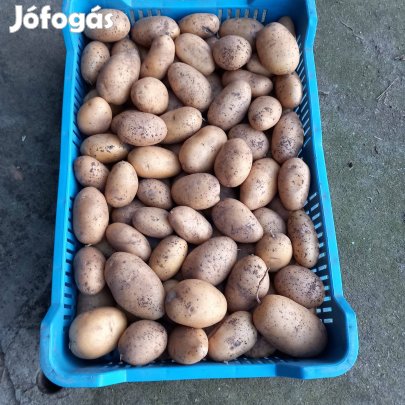 Étkezési Burgonya eladó