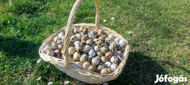 Étkezési Fürjtojás