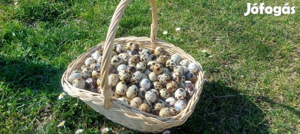 Étkezési Fürjtojás!