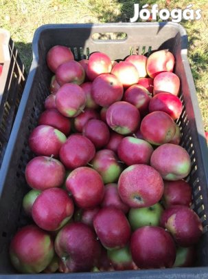 Étkezési alma eladó