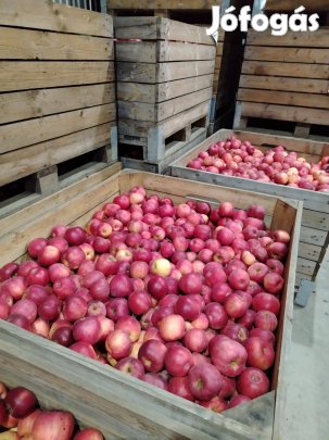 Étkezési alma nagy tételben eladó!