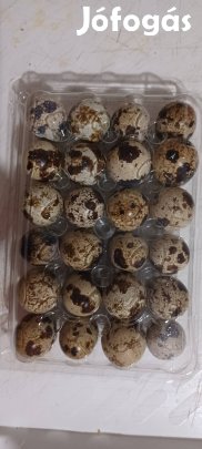 Étkezési fürjtojás