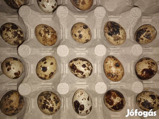 Étkezési fürjtojás