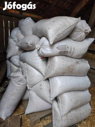 Étkezési napraforgó