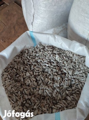 Étkezési napraforgó eladó 