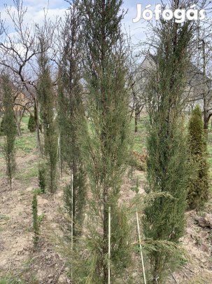 Europai ciprus Akció!