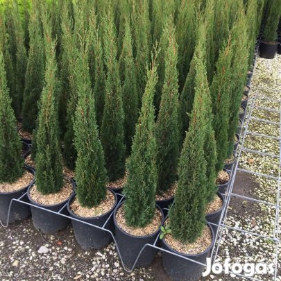 Európai ciprus Totem 