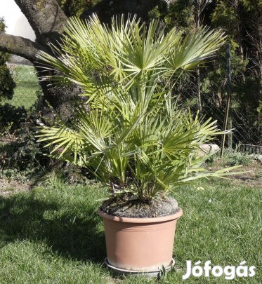 Európai törpepálma (Chamaerops humilis) eladó