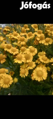 Évelő Őszi napfényvirág sz.gyökeres palánta Helenium Autumnale