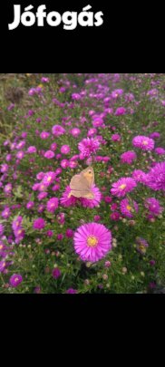 Évelő Őszirózsa aster palánta Pink szabadgyökeresen