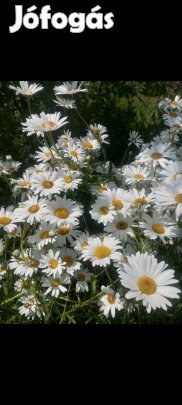 Évelő Réti margaréta palánta szabadgyökeresen