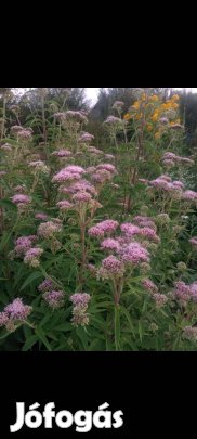 Évelő Sédkender szabadgyökeres tő