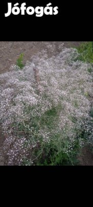 Évelő buglyos fátyolvirág földlabdás Rezgő