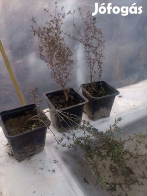 Évelő kakukkfű 2. éves földlabdás