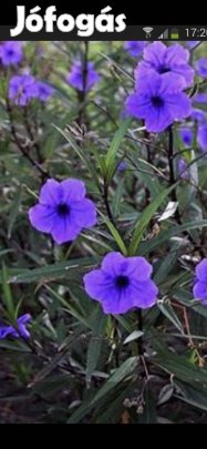 Évelő kék leander