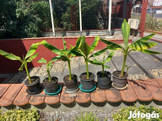 Évelő kerti fagytűrő banán cserépbe