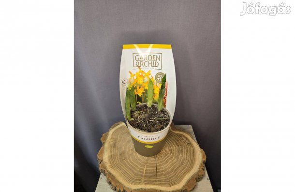Évelő kerti orchidea Calanthe yellow