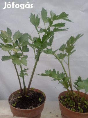 Évelő lestyán 3. éves földlabdás