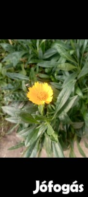 Évelő menyecskeszem szabadgyökeres virág